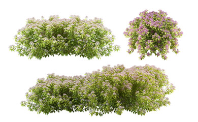 pink flowering shrub