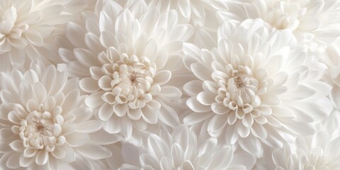Close up view showcasing delicate white chrysanthemum flowers, emphasizing their beauty and intricate details. The white chrysanthemum flowers present a stunning and serene visual experience.