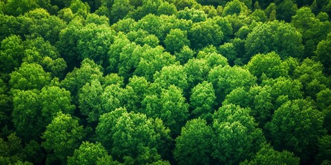 Aerial view showcasing a lush green forest filled with vibrant trees, highlighting the beauty of nature as seen from above in this stunning aerial perspective of green trees.