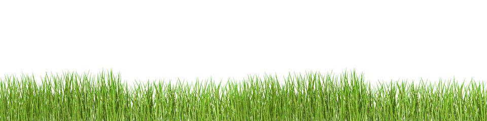 Obraz premium green grass isolated on white background