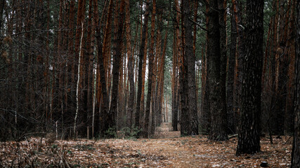 Portal to another world in a pine forest