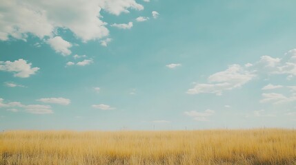 Fototapeta premium Golden field under a bright blue sky with fluffy white clouds.