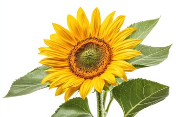 Obraz premium close up of a sunflower on a white background