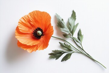 close up of an orange poppy flower on a white background