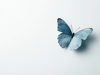 Fototapeta premium Elegant Blue Butterfly on Minimalist White Background