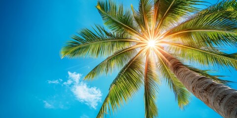 A close up view captures the lens flare effect of a towering coconut palm stretching toward the horizon under a bright, clear blue sky.