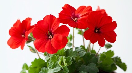 Close up of a vibrant red geranium flower in a soil box, showcasing the beauty of red geraniums against a clean white background, emphasizing the rich color of the red geranium petals.