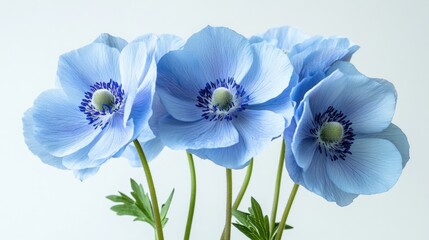 Fototapeta premium Close up of blue anemone flowers