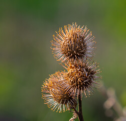 The fruits of Arctium lappa greater burdock, close-up of a plant with pointed spines in sunlight