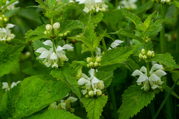 The blossoming dead nettle in sunny day a close up. Lamium album. Lamiaceae Family