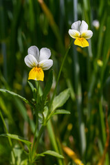 Viola arvensis is a species of violet known by the common name field pansy