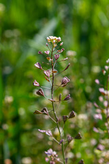 Capsella bursa-pastoris, known as shepherd's bag. Widespread and common weed in agricultural and garden crops. Medicinal plant in natural environment