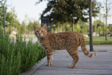 cat in the park with grass