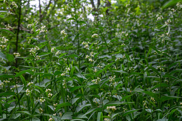 Vincetoxicum hirundinaria. Close up of white swallow wort.Vincetoxicum in the family Apocynaceae