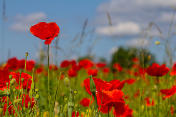 Obraz premium Papaver rhoeas or common poppy, red poppy is an annual herbaceous flowering plant in the poppy family, Papaveraceae, with red petals