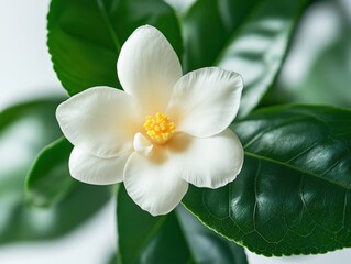 Fototapeta premium a white camellia flower with green leaves