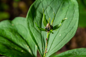 Very poisonous plant Raven's eye four-leaf Paris quadrifolia also known, berry or True Lovers Knot growing in the wild in a forest