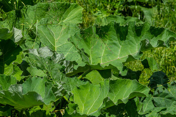 Arctium lappa - Young burdock leaves in an early summer