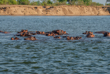 wildebeest in the river