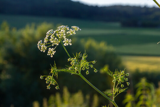 White flowering Caraway plant, or meridian fennel or Persian cumin or Carum carvi, close up