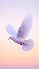 Fototapeta premium White dove in flight against a soft sunset sky.