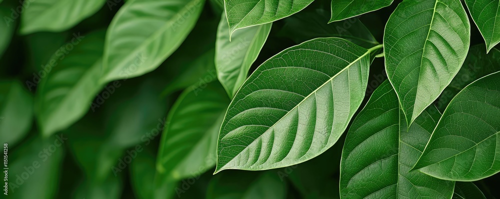 Poster foliage abstract background concept. a close-up view of vibrant green leaves showcasing their intric