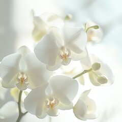 close up of white orchids on a light background
