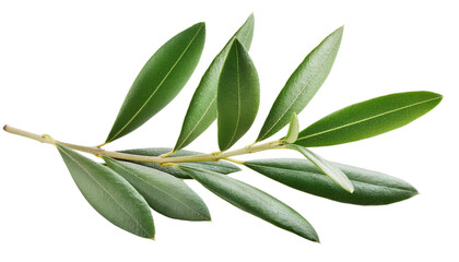 Olive branch with fresh green leaves isolated on white, clipping