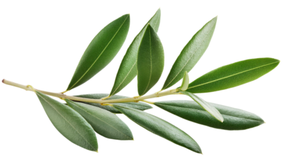 Olive branch with fresh green leaves isolated on white, clipping