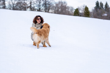 An adult Golden Retriever dog runs and jumps in the snow in the mountains. Freedom and happiness concept.
