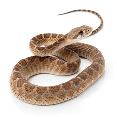 Obraz premium Boiga snake on isolated white background, Clipping path