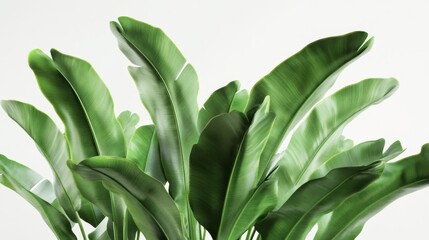 45.A high-quality 3D render of musa balbisiana plants, with lush, green leaves spread out against a white background. The plant is shown in close-up, with detailed textures and leaf veins, capturing