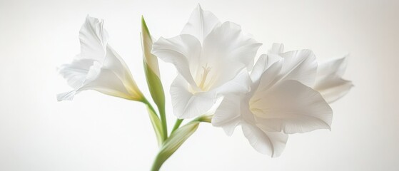 Naklejka premium a closeup of white gladiolus flowers