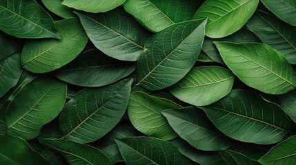 Foliage abstract background concept. Vibrant green leaves create a lush and natural background for various designs.