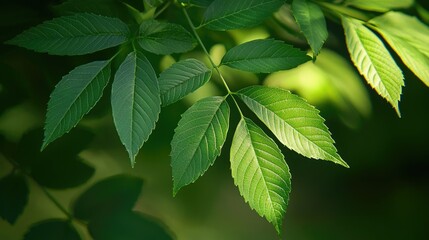 Fototapeta na wymiar Foliage abstract background concept. Close-up of lush green leaves displaying intricate textures and vibrant colors.