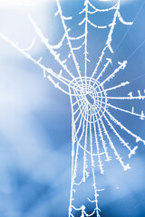 Oszroniona pajęczyna