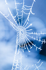 Oszroniona pajęczyna