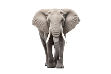 Obraz premium Majestic Elephant on Transparent Background – Wild Animal Portrait, African and Asian Elephant, Iconic Mammal of Nature and Wildlife, Symbol of Strength, Serenity, and Conservation. Png cut out.