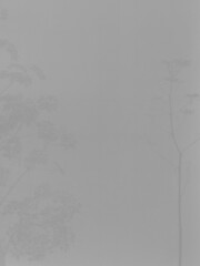 Background of a beautiful wild plants shadow on a grey concrete cement.