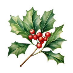 Watercolor Painting Of Holly Berries And Leaves