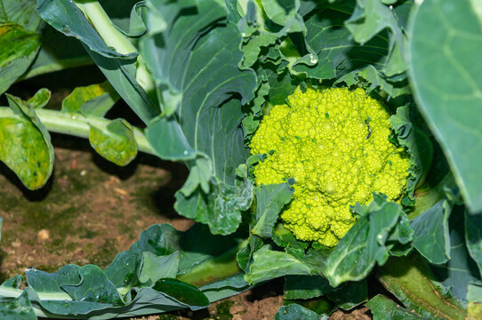 The perfect harvest: ripe romanescu on its plant at ground level.