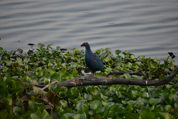 The grey-headed swamphen is a species of swamphen occurring from the Middle East and the Indian subcontinent to southern China and northern Thailand.