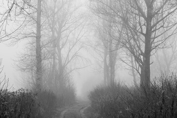 Obraz premium misty morning in the forest