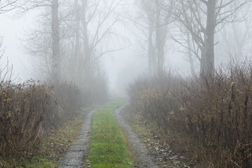 Obraz premium road in the fog