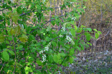 a bird cherry tree with white flowers and green leaves that are blooming