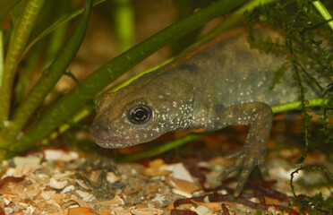 Closeup on an Italian crested newt, Triturus carnifex