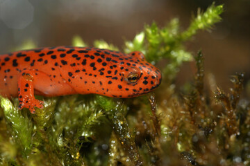 Closeup on the vibrant , bright colored North-American streamside Blue Ridge Red Salamander,...