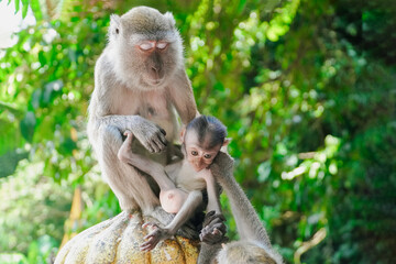 monkey holding her child against a green forest background