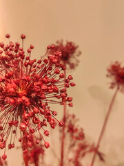 Dehydrate decoration of colorful bouquet of flowers. Set of colorful decorative dehydrate dry...