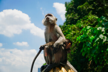 monkey holding her child in Batu Caves, one of the tourist attractions in Malaysia. with blue sky and green leaves background